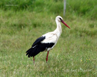 Cigogne blanche_0302.jpg